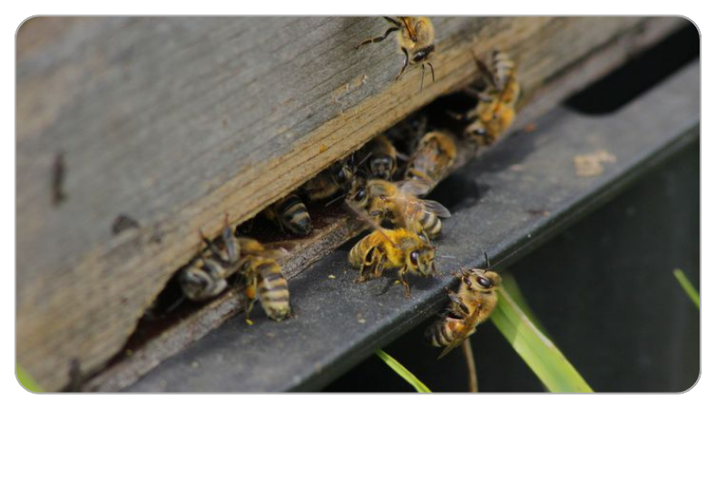  Bienenkrankheiten und Schäden – Diagnosehilfe am Bienenvolk