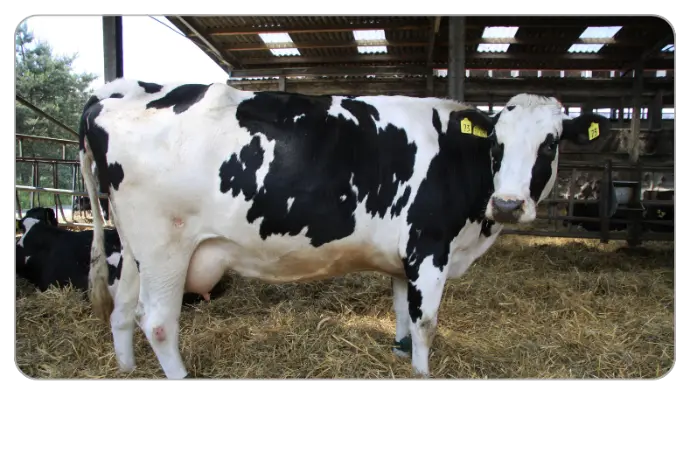 Online-Fortbildung Milchfieber in der Herde stoppen