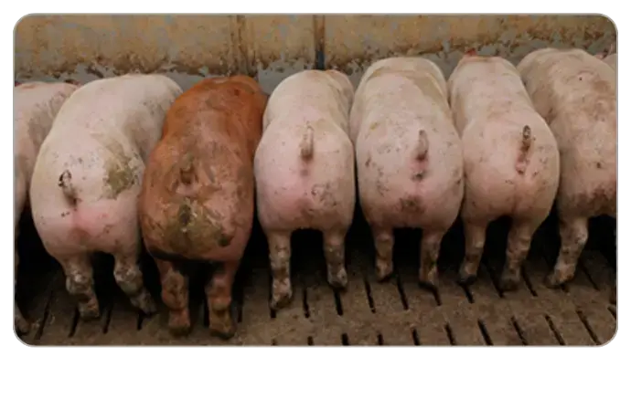 Eigenkontrolle im Schweinestall