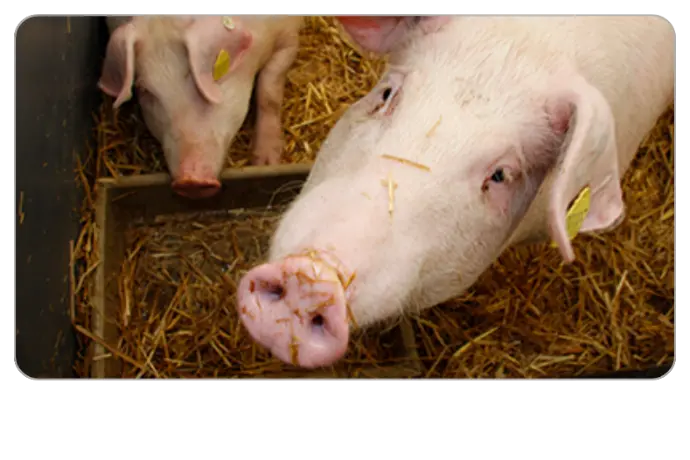 Fortbildung Nottötung & Kadaverlagerung in der Schweinehaltung