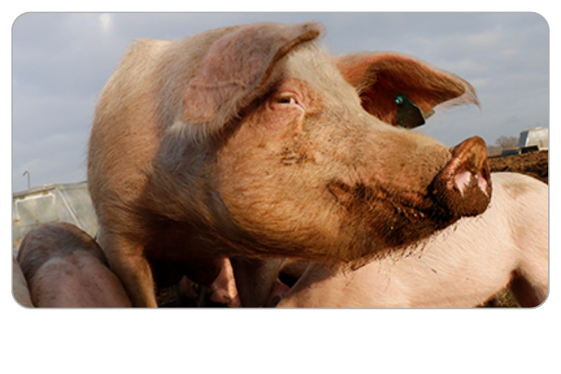 Biosicherheit im Schweinebetrieb