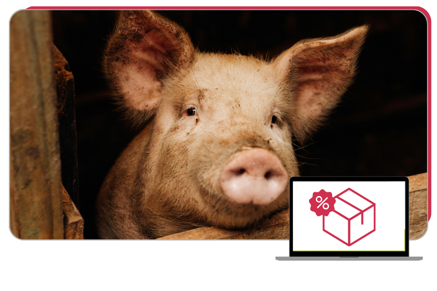 Schweinehaltung Kurspaket 