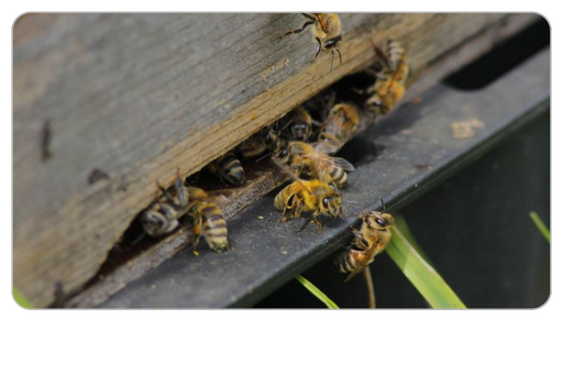  Bienenkrankheiten und Schäden – Diagnosehilfe am Bienenvolk