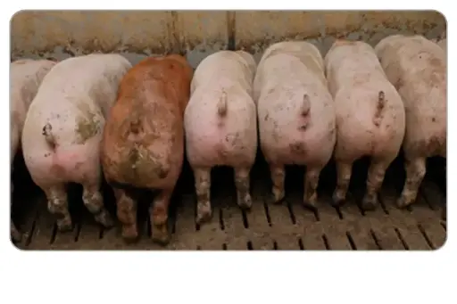 Eigenkontrolle im Schweinestall