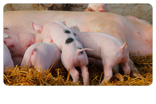 Anforderungen an Haltung, Fütterung & Hygiene in der Schweinehaltung