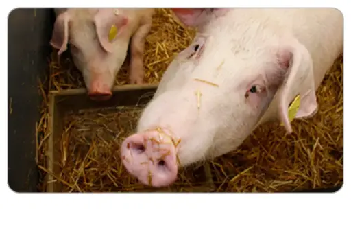 Fortbildung Nottötung & Kadaverlagerung in der Schweinehaltung