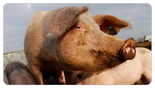Biosicherheit im Schweinebetrieb